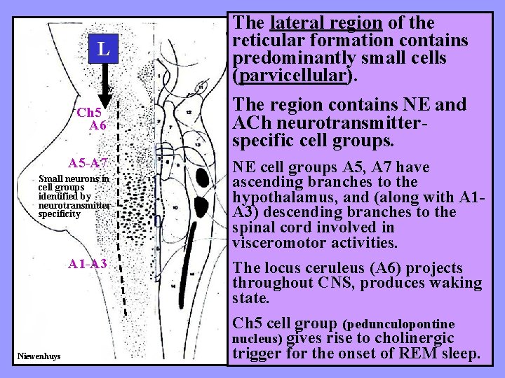 L The lateral region of the reticular formation contains predominantly small cells (parvicellular). Ch