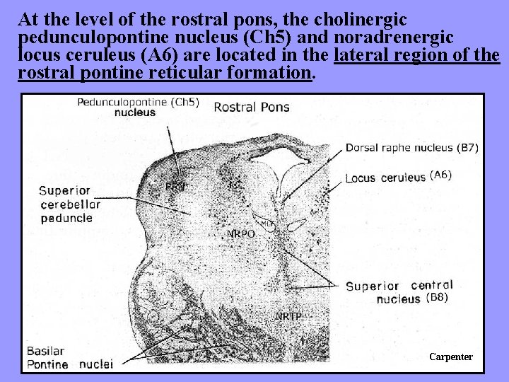 At the level of the rostral pons, the cholinergic pedunculopontine nucleus (Ch 5) and