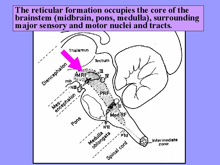 The reticular formation occupies the core of the brainstem (midbrain, pons, medulla), surrounding major