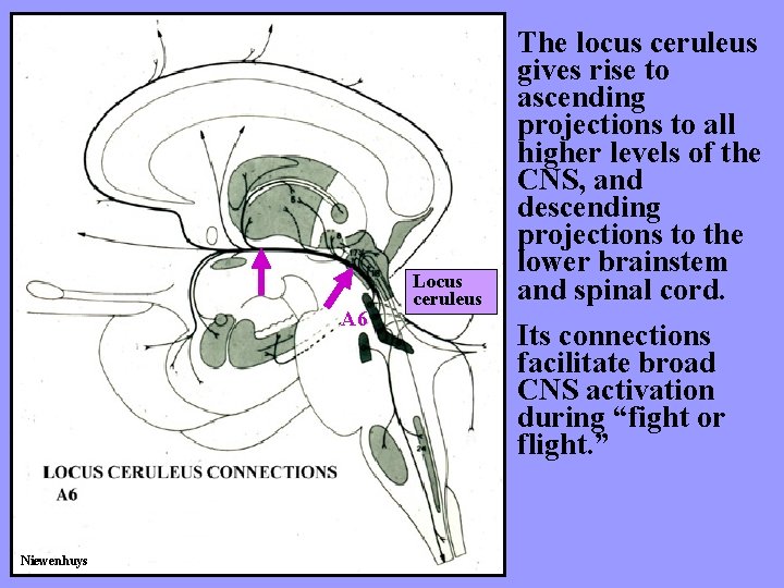 A 6 Niewenhuys Locus ceruleus The locus ceruleus gives rise to ascending projections to