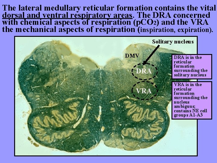 The lateral medullary reticular formation contains the vital dorsal and ventral respiratory areas. The
