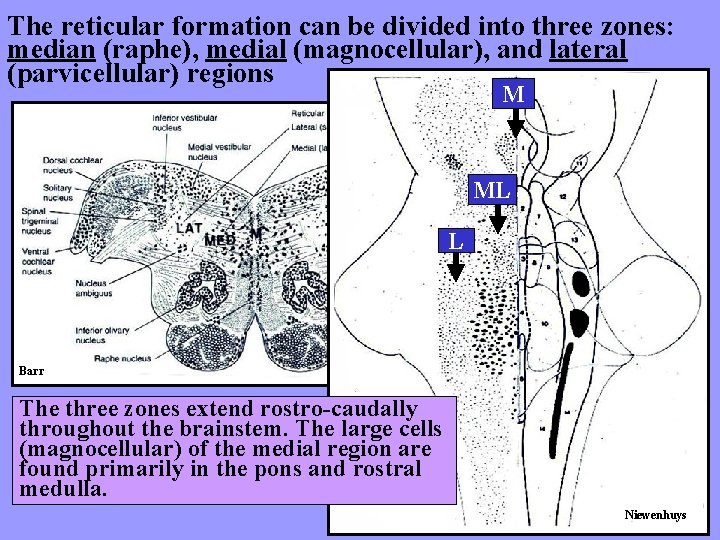 The reticular formation can be divided into three zones: median (raphe), medial (magnocellular), and