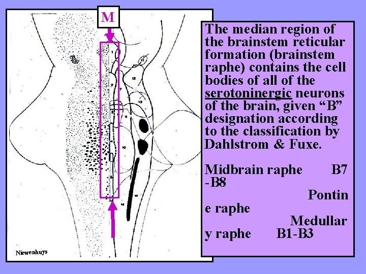 M The median region of the brainstem reticular formation (brainstem raphe) contains the cell