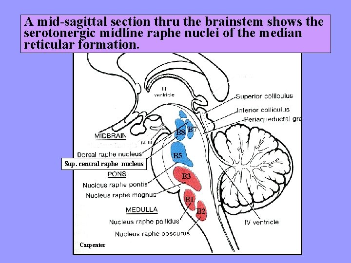 A mid-sagittal section thru the brainstem shows the serotonergic midline raphe nuclei of the