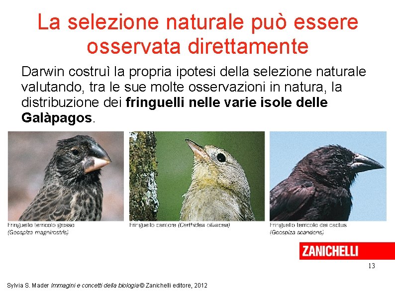 La selezione naturale può essere osservata direttamente Darwin costruì la propria ipotesi della selezione