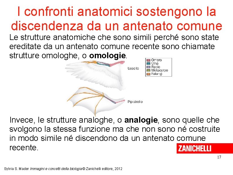 I confronti anatomici sostengono la discendenza da un antenato comune Le strutture anatomiche sono