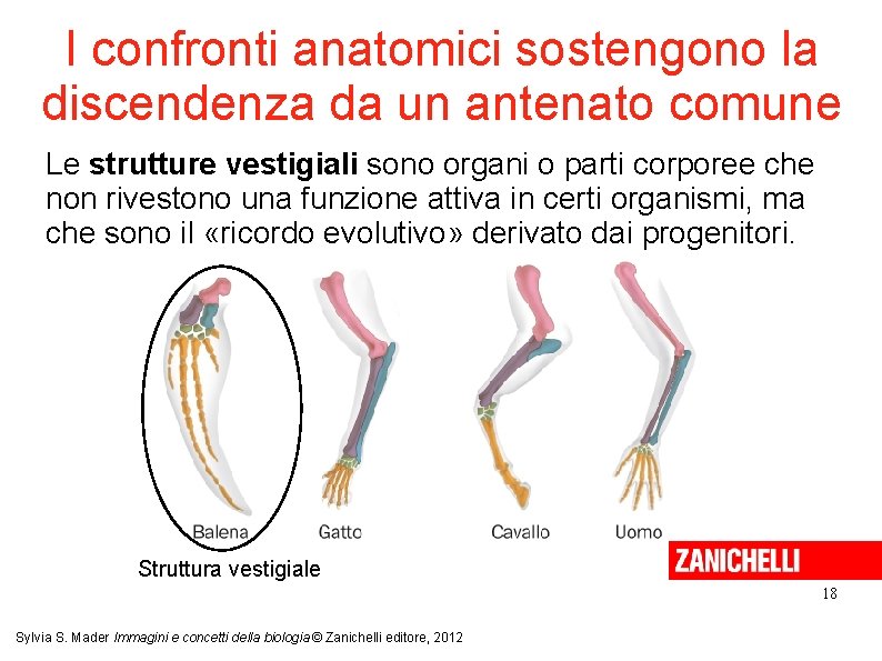 I confronti anatomici sostengono la discendenza da un antenato comune Le strutture vestigiali sono