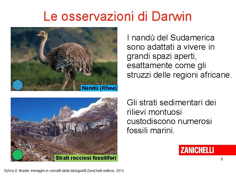 Le osservazioni di Darwin I nandù del Sudamerica sono adattati a vivere in grandi