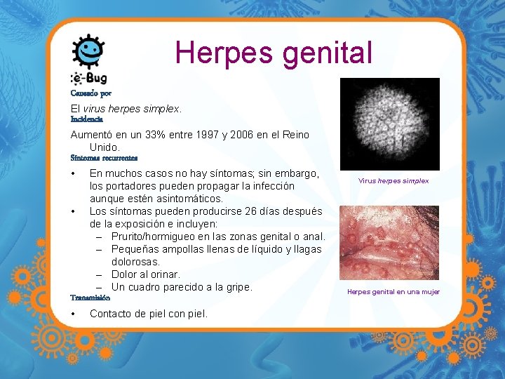 Herpes genital Causado por El virus herpes simplex. Incidencia Aumentó en un 33% entre