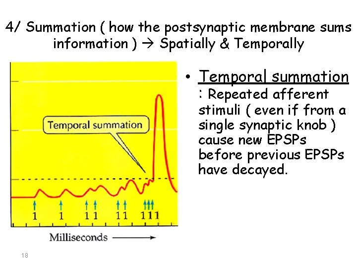 4/ Summation ( how the postsynaptic membrane sums information ) Spatially & Temporally •