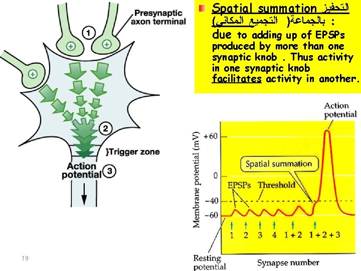 Spatial summation ﺍﻟﺘﺤﻔﻴﺰ ( ﺑﺎﻟﺠﻤﺎﻋﺔ) ﺍﻟﺘﺠﻤﻴﻊ ﺍﻟﻤﻜﺎﻧﻲ : due to adding up of EPSPs