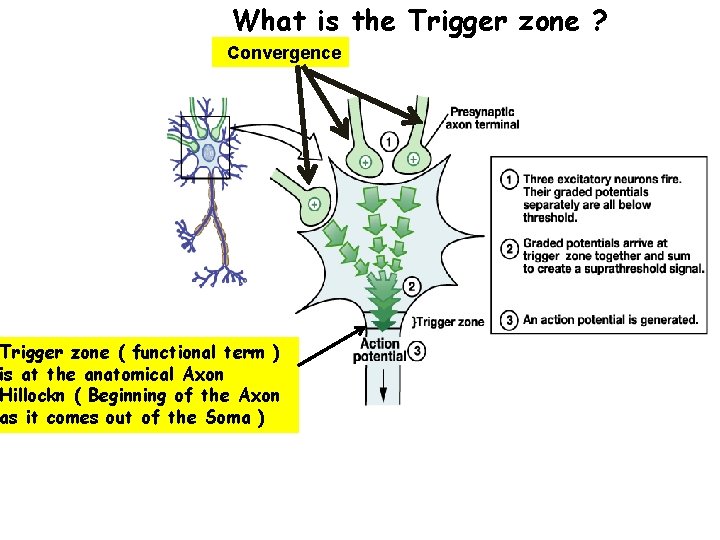 What is the Trigger zone ? Convergence Trigger zone ( functional term ) is