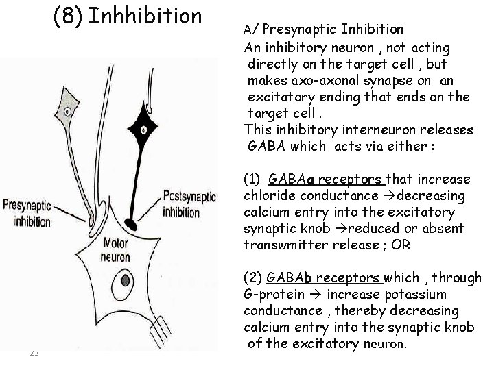(8) Inhhibition A/ Presynaptic Inhibition An inhibitory neuron , not acting directly on the