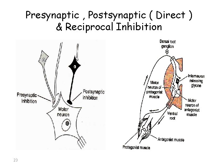 Presynaptic , Postsynaptic ( Direct ) & Reciprocal Inhibition 23 
