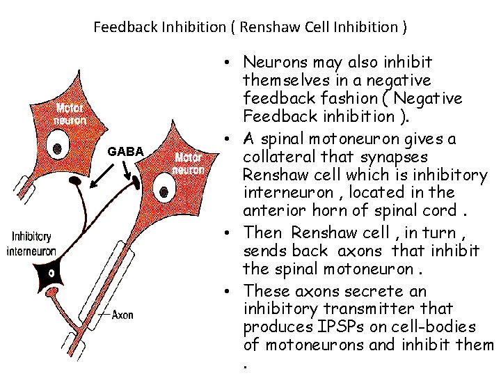 Feedback Inhibition ( Renshaw Cell Inhibition ) GABA 24 • Neurons may also inhibit