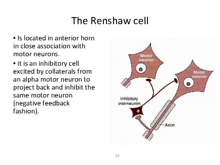 The Renshaw cell • Is located in anterior horn in close association with motor