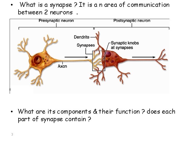  • What is a synapse ? It is a n area of communication