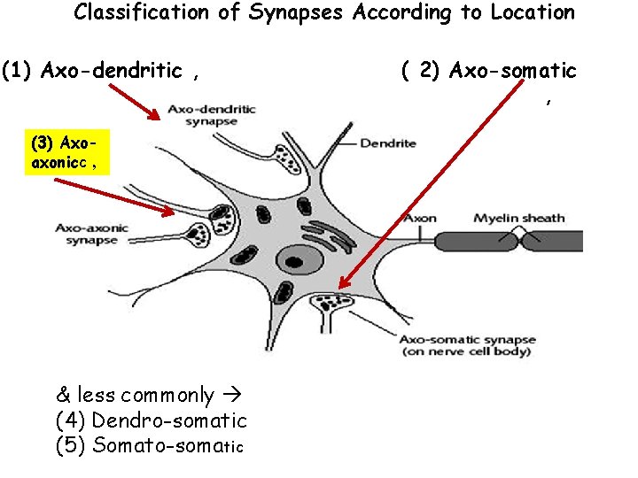Classification of Synapses According to Location (1) Axo-dendritic , (3) Axoaxonicc , & less