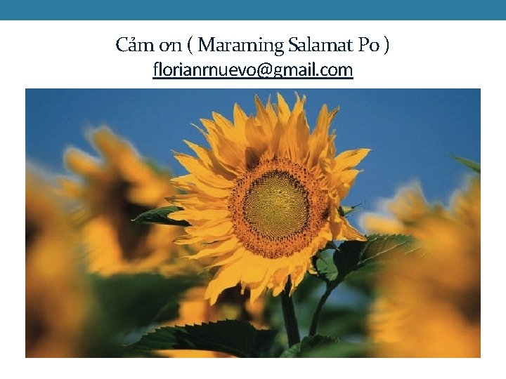 Cảm ơn ( Maraming Salamat Po ) florianrnuevo@gmail. com 