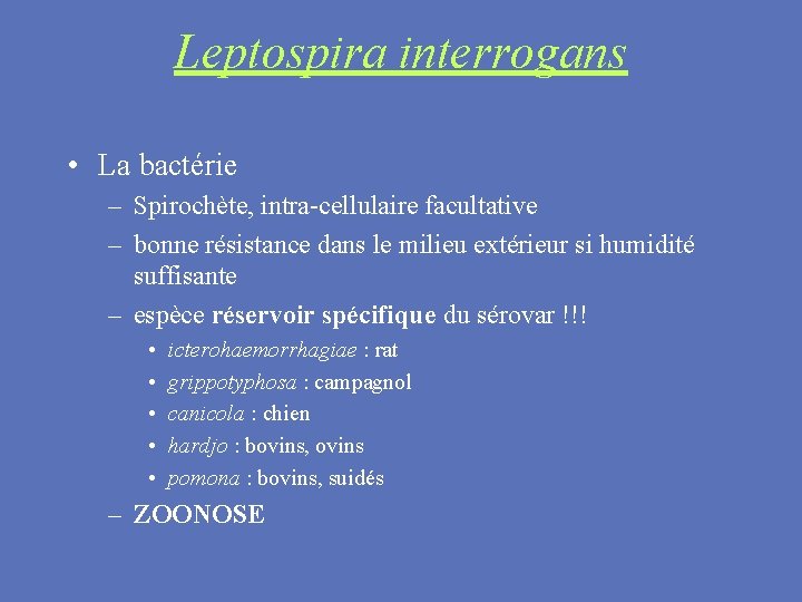 Leptospira interrogans • La bactérie – Spirochète, intra-cellulaire facultative – bonne résistance dans le