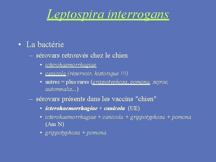 Leptospira interrogans • La bactérie – sérovars retrouvés chez le chien • icterohaemorrhagiae •