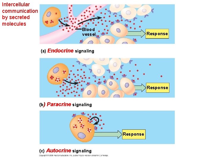 Intercellular communication by secreted molecules Blood vessel Response (a) Endocrine signaling Response (b) Paracrine