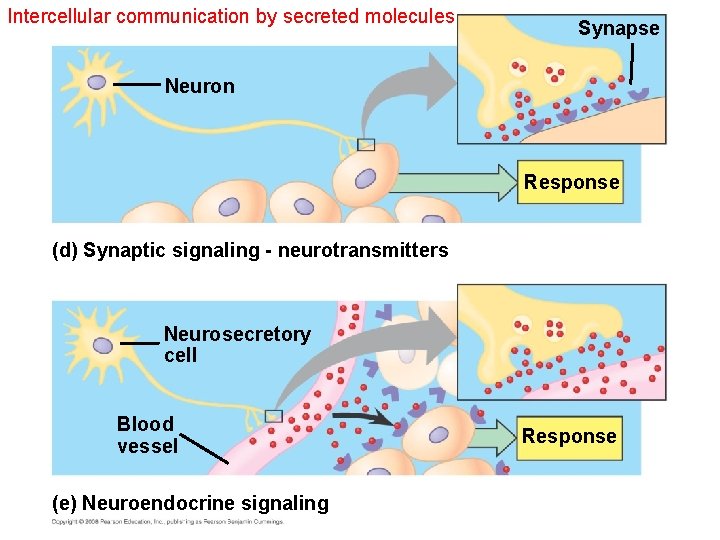 Intercellular communication by secreted molecules Synapse Neuron Response (d) Synaptic signaling - neurotransmitters Neurosecretory