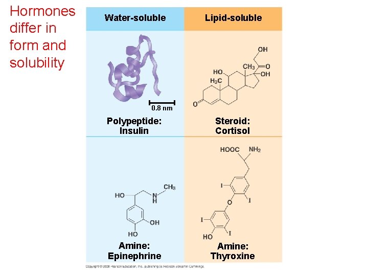 Hormones differ in form and solubility Water-soluble Lipid-soluble 0. 8 nm Polypeptide: Insulin Steroid: