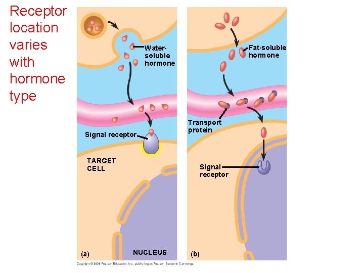 Receptor location varies with hormone type Fat-soluble hormone Watersoluble hormone Signal receptor Transport protein