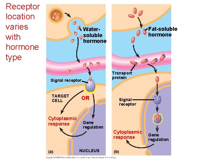 Receptor location varies with hormone type Fat-soluble hormone Watersoluble hormone Transport protein Signal receptor