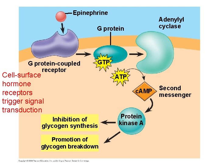 Epinephrine Adenylyl cyclase G protein-coupled receptor GTP Cell-surface hormone receptors trigger signal transduction Inhibition