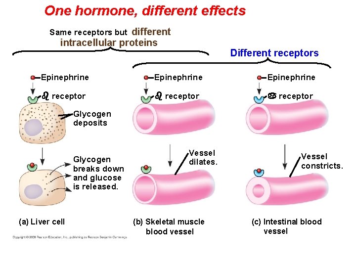 One hormone, different effects Same receptors but different intracellular proteins Different receptors Epinephrine receptor