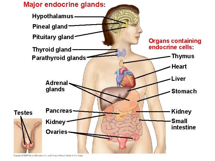 Major endocrine glands: Hypothalamus Pineal gland Pituitary gland Thyroid gland Parathyroid glands Organs containing