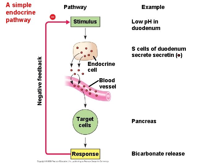 A simple endocrine pathway Pathway Negative feedback – Example Stimulus Low p. H in