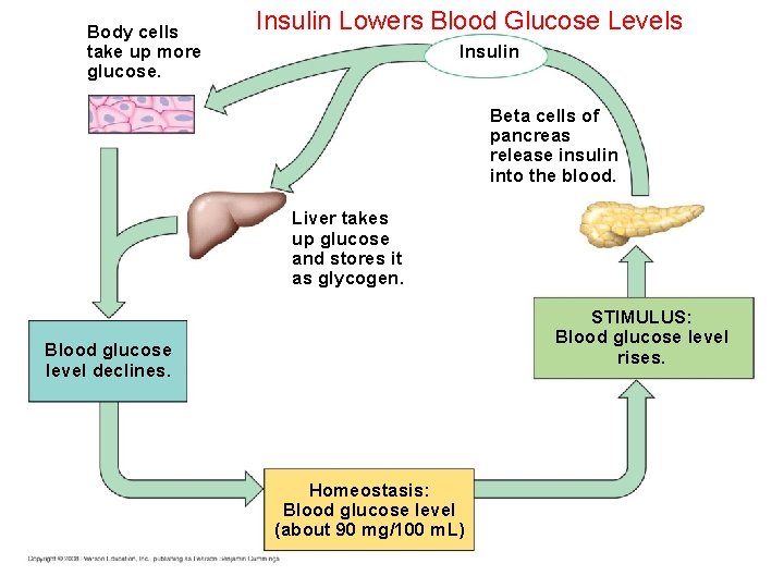 Body cells take up more glucose. Insulin Lowers Blood Glucose Levels Insulin Beta cells