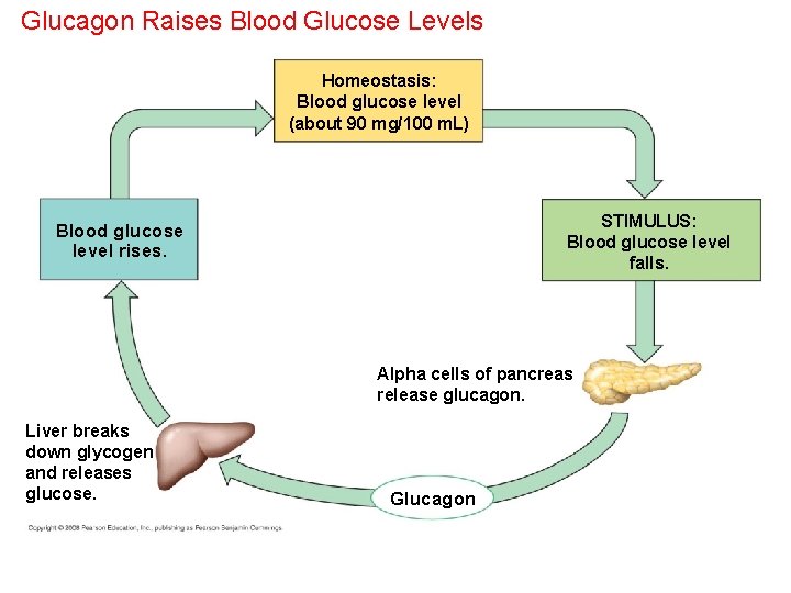 Glucagon Raises Blood Glucose Levels Homeostasis: Blood glucose level (about 90 mg/100 m. L)