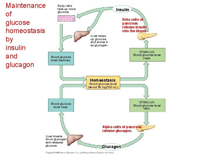 Maintenance of glucose homeostasis by insulin and glucagon Body cells take up more glucose.