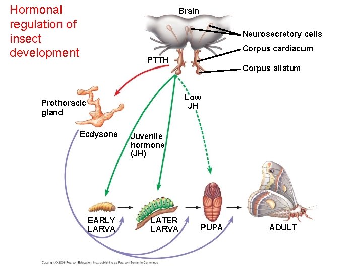 Hormonal regulation of insect development Brain Neurosecretory cells Corpus cardiacum PTTH Corpus allatum Low