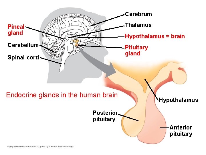 Cerebrum Pineal gland Thalamus Cerebellum Pituitary gland Hypothalamus = brain Spinal cord Endocrine glands