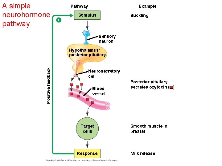 A simple neurohormone pathway Pathway Example Stimulus Suckling + Sensory neuron Positive feedback Hypothalamus/