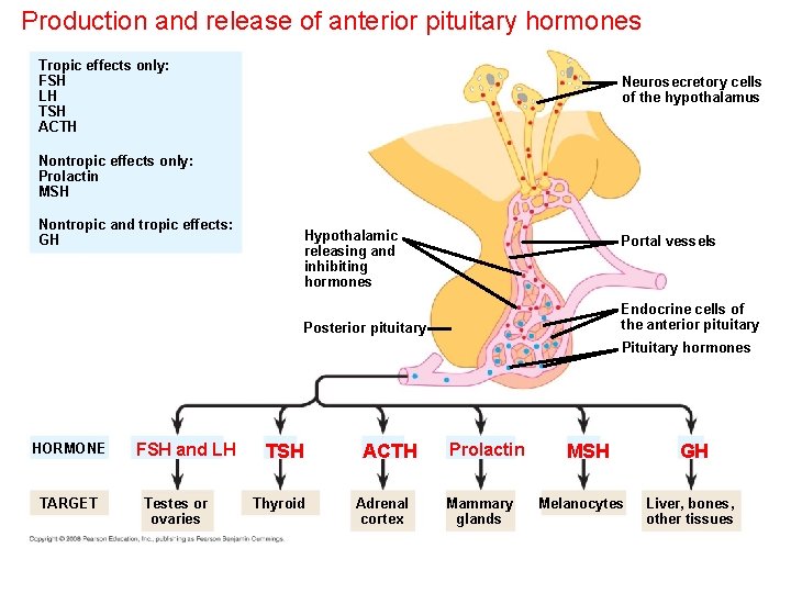 Production and release of anterior pituitary hormones Tropic effects only: FSH LH TSH ACTH