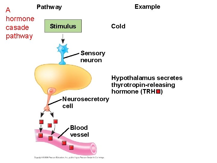 Example Pathway A hormone Stimulus casade pathway Cold Sensory neuron Hypothalamus secretes thyrotropin-releasing hormone