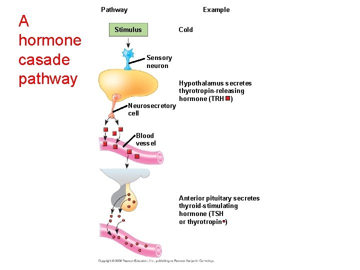 A hormone casade pathway Example Pathway + Stimulus Cold Sensory neuron Neurosecretory cell Hypothalamus