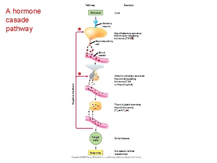 Pathway A hormone casade pathway Example Stimulus Cold Sensory neuron – Hypothalamus secretes thyrotropin-releasing