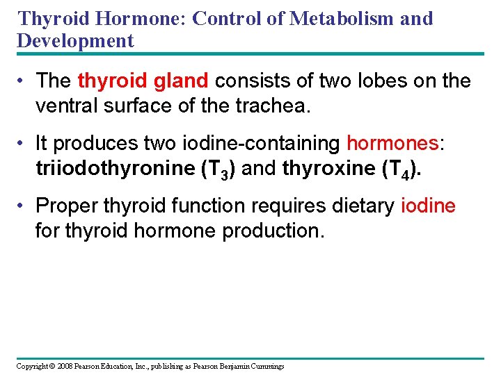 Thyroid Hormone: Control of Metabolism and Development • The thyroid gland consists of two