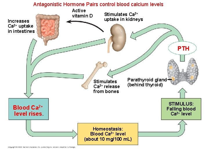 Antagonistic Hormone Pairs control blood calcium levels Active vitamin D Increases Ca 2+ uptake