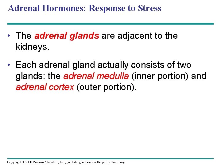 Adrenal Hormones: Response to Stress • The adrenal glands are adjacent to the kidneys.