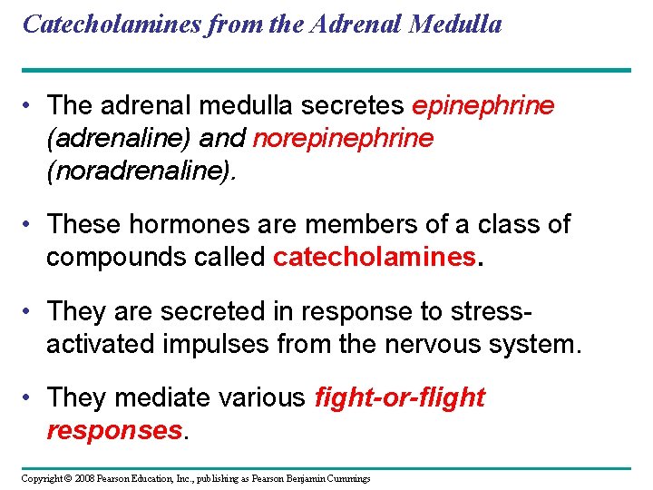 Catecholamines from the Adrenal Medulla • The adrenal medulla secretes epinephrine (adrenaline) and norepinephrine