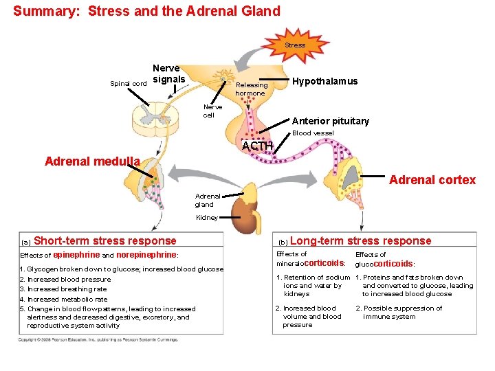 Summary: Stress and the Adrenal Gland Stress Spinal cord Nerve signals Hypothalamus Releasing hormone