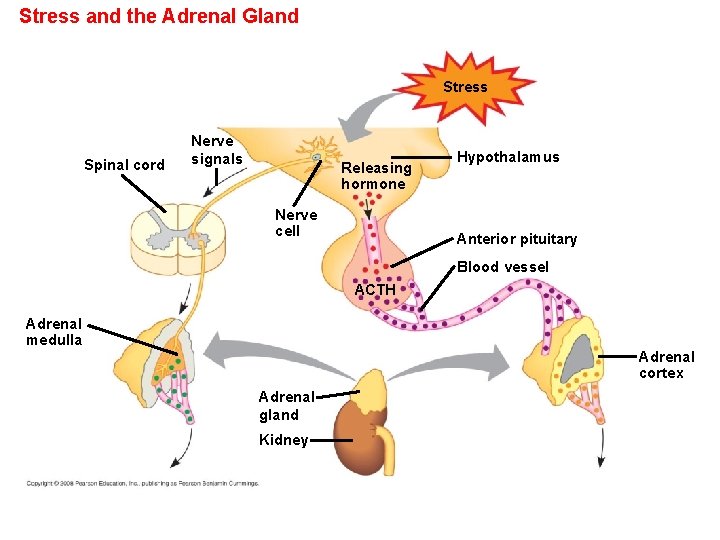 Stress and the Adrenal Gland Stress Spinal cord Nerve signals Releasing hormone Nerve cell